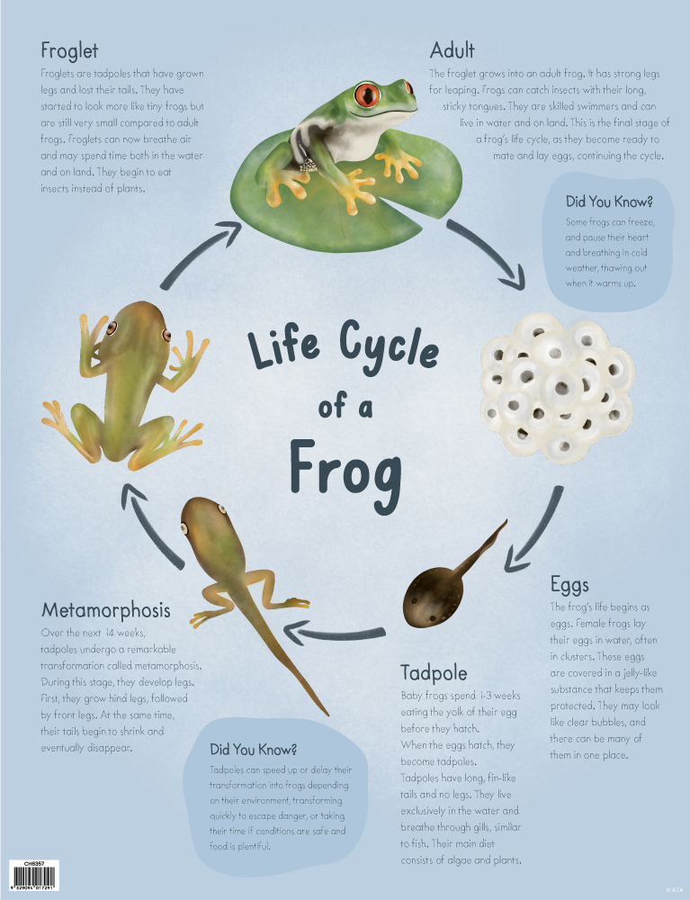 life-cycle-of-the-frog-chart-australian-teaching-aids-educational