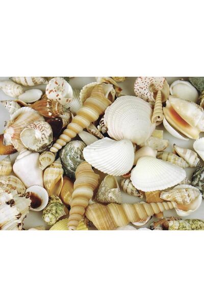 Farmed Sea Shells Mixed - 1kg